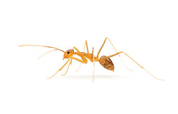 Keep an eye out for Yellow Crazy Ants around Lismore